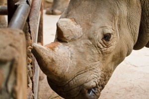 how criminology can fight wildlife poaching